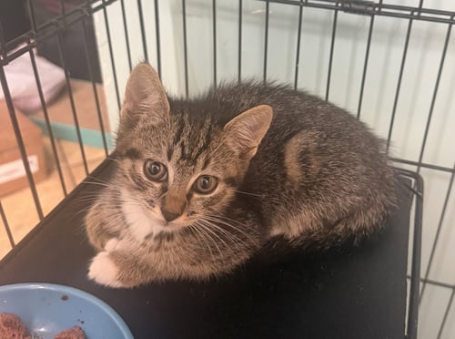 JACOB - Domestic Short Hair available for adoption