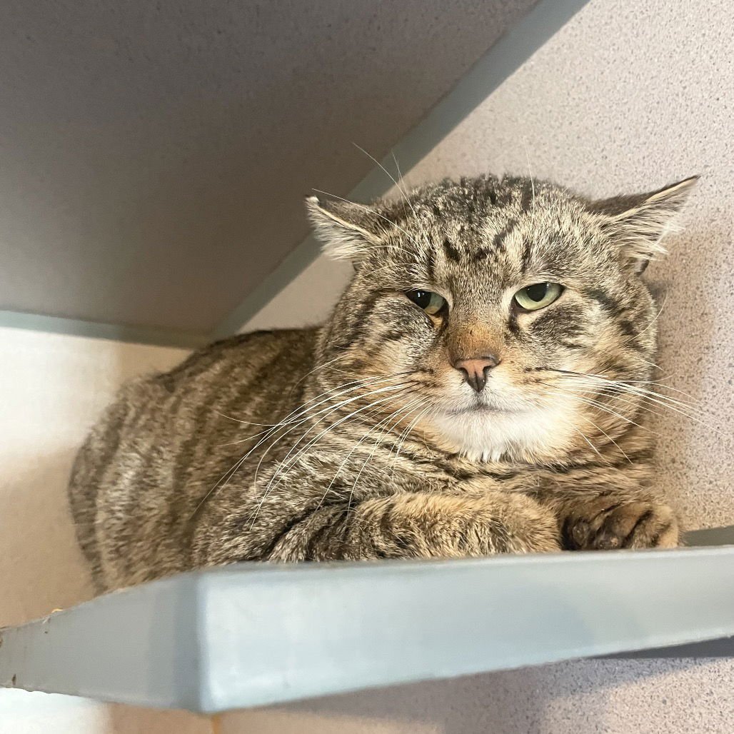 SLOAN - Domestic Short Hair available for adoption