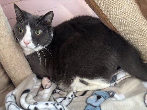 ROSCOE - Domestic Short Hair available for adoption