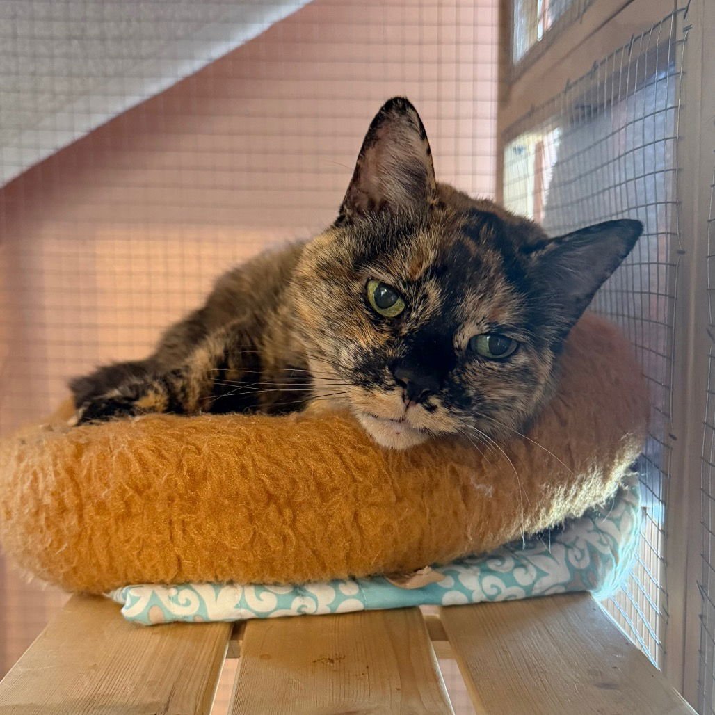 MATILDA - Domestic Short Hair available for adoption