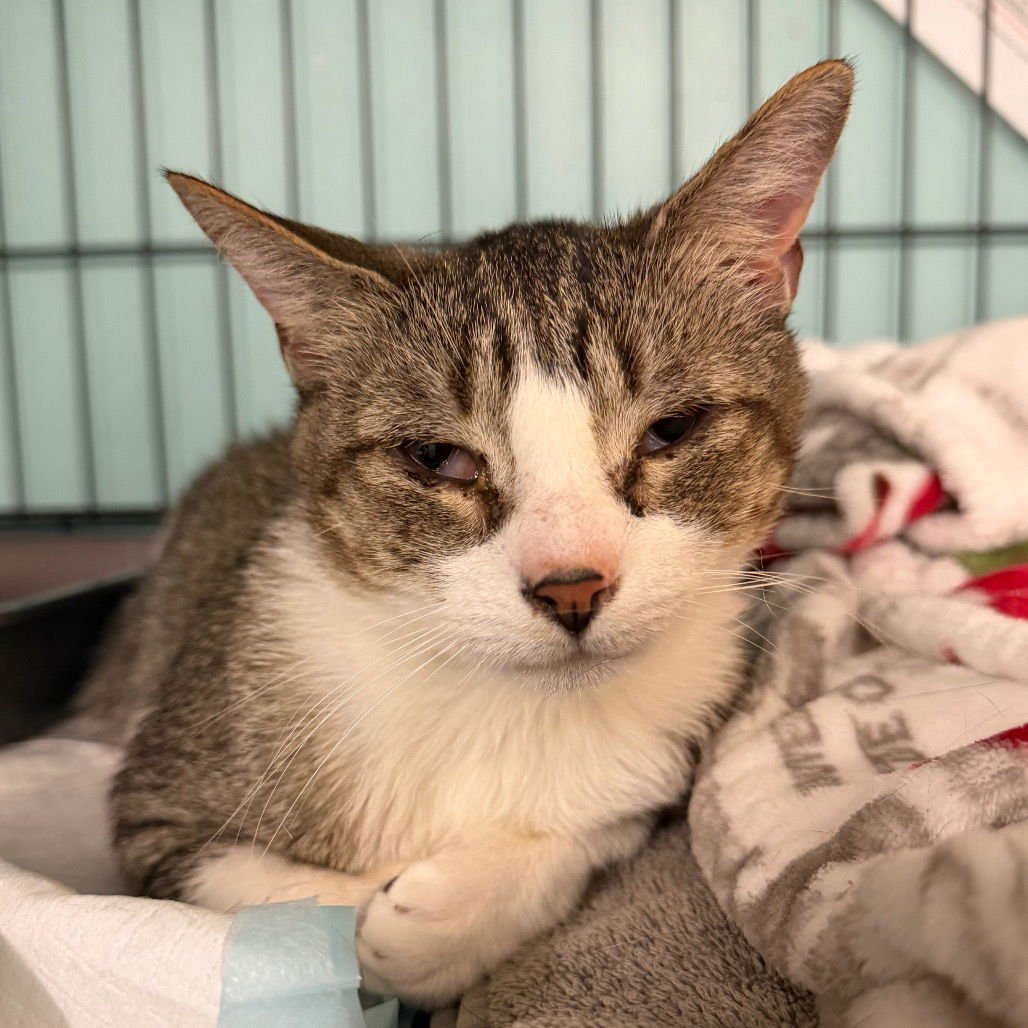 SAGE - Domestic Short Hair available for adoption