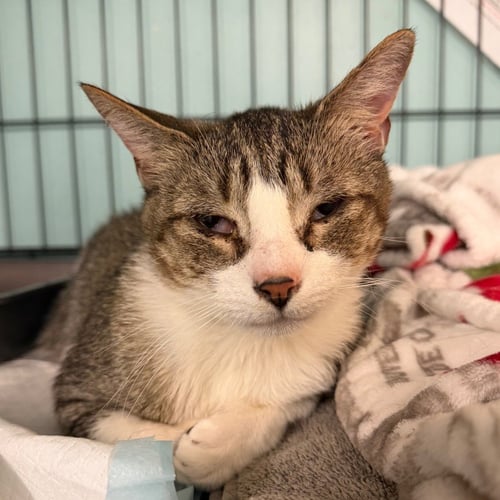 SAGE - Domestic Short Hair available for adoption