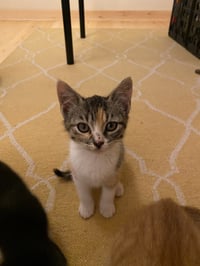 Suki - Photo 1