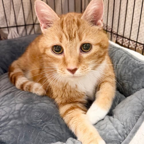 CAPTAIN CARROT - Domestic Short Hair available for adoption
