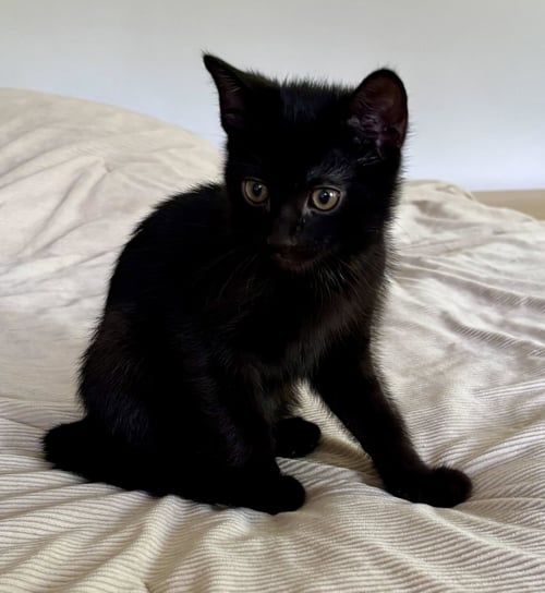 LOTTIE - Domestic Short Hair available for adoption
