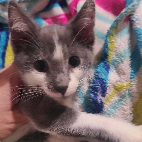 ROCKY - Domestic Short Hair available for adoption