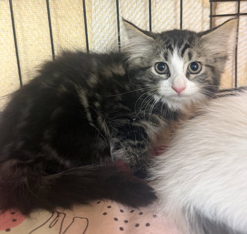 POPPY - Domestic Long Hair available for adoption