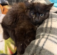 Lemur - Photo 1