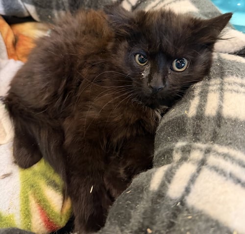 LEMUR - Domestic Long Hair available for adoption