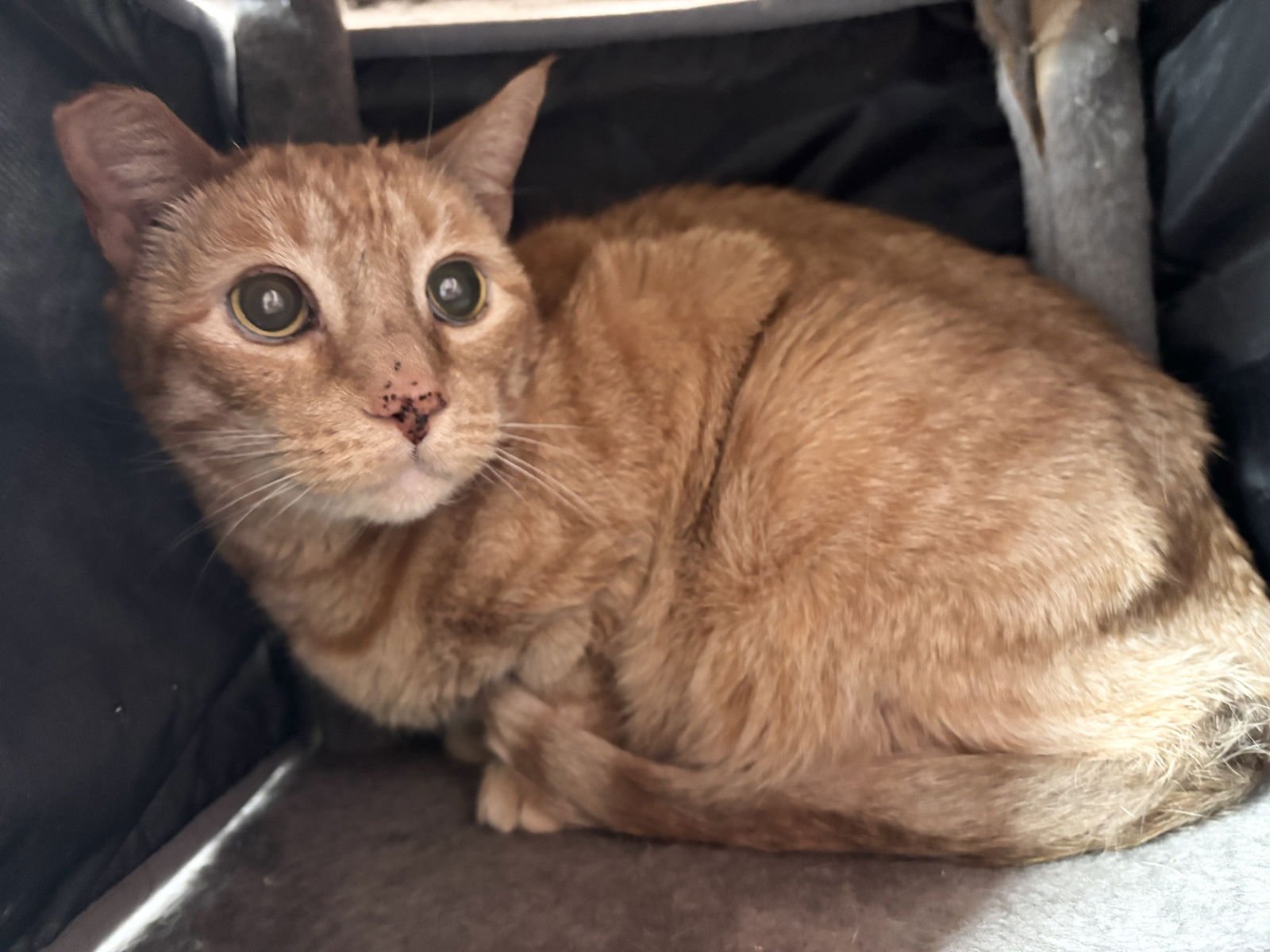 ASHLAND - Domestic Short Hair available for adoption