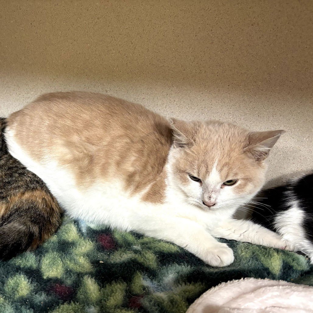 PHILLY - Domestic Medium Hair available for adoption