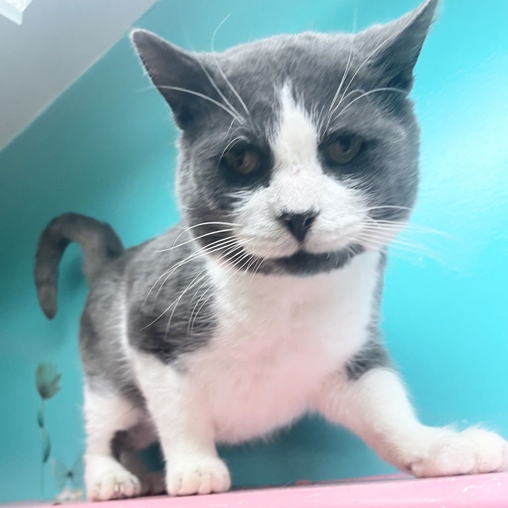 BARNABUS - Domestic Short Hair available for adoption