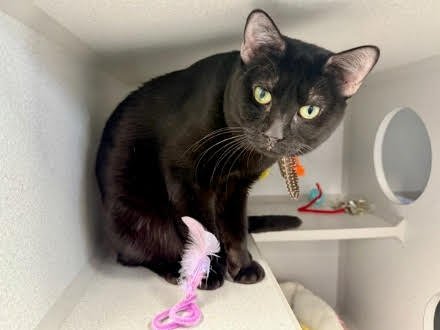 BABY BLUE - Domestic Short Hair available for adoption