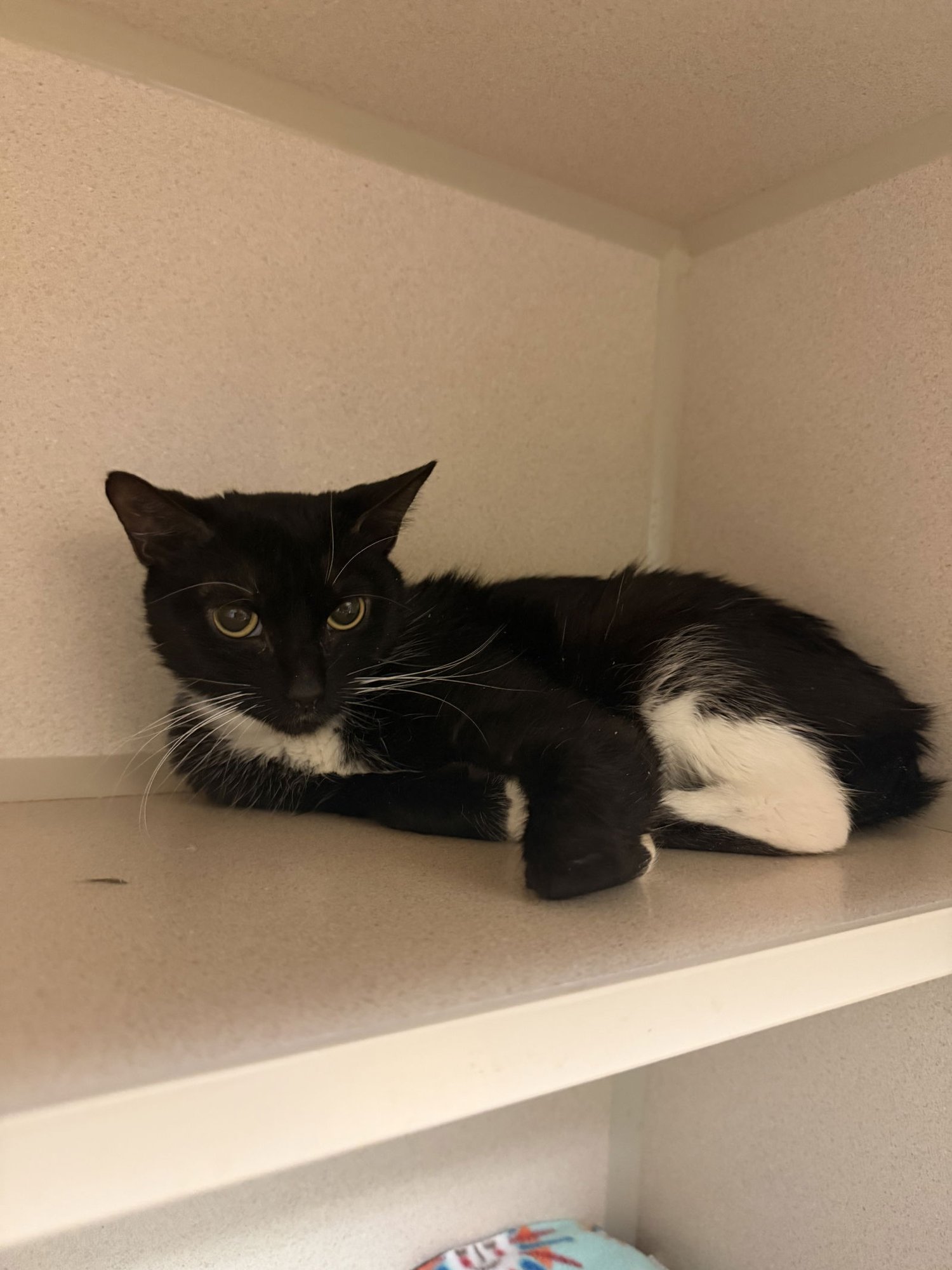 POQUITO - Domestic Short Hair available for adoption