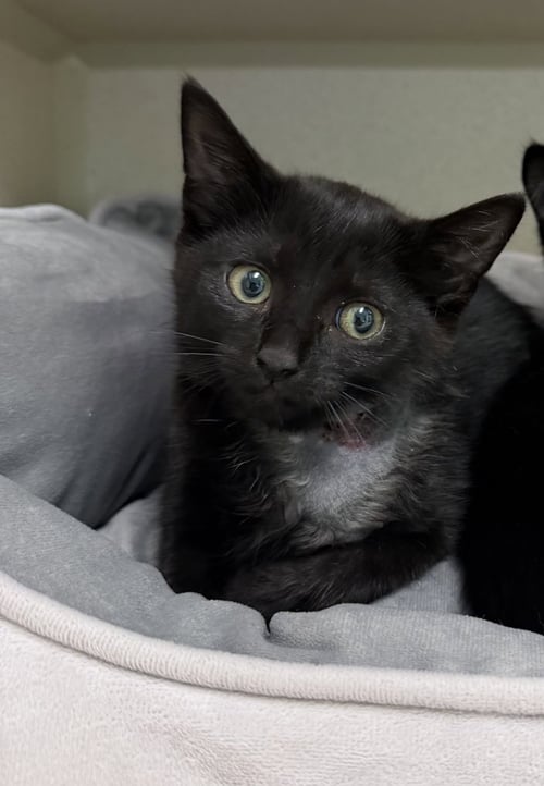CARDI B - Domestic Short Hair available for adoption