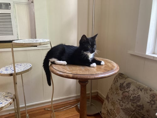 COCOMELON - Domestic Short Hair available for adoption