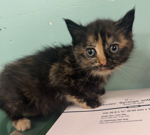 JENESIS - Domestic Short Hair available for adoption