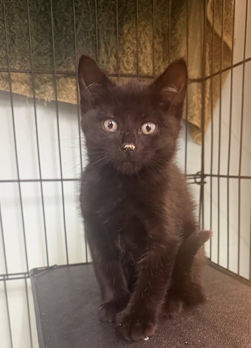 BIG FOOT - Domestic Short Hair available for adoption