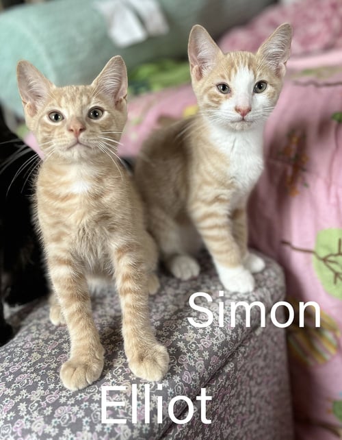 ELLIOT & SIMON - Domestic Short Hair available for adoption