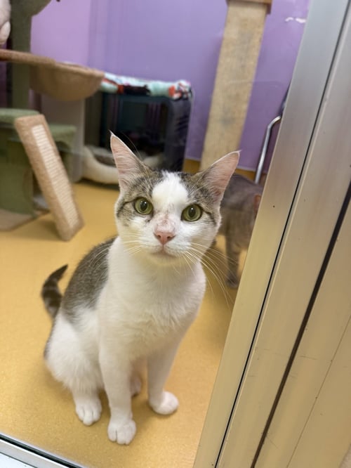 CORNELIUS - Domestic Short Hair available for adoption