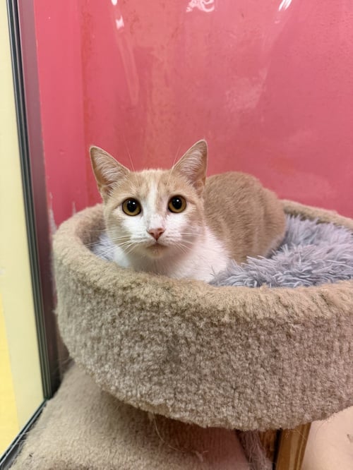 AALIYAH - Domestic Short Hair available for adoption