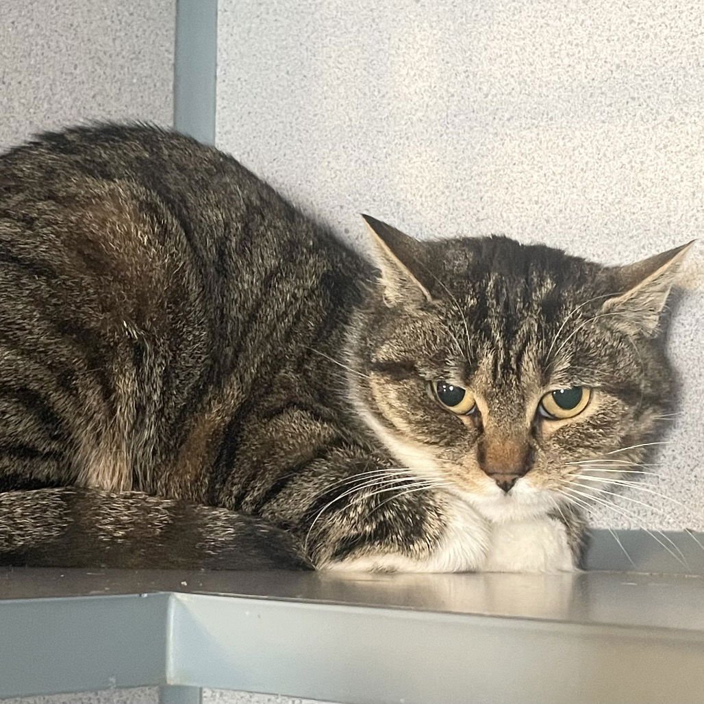 MISS KITTY - Domestic Short Hair available for adoption