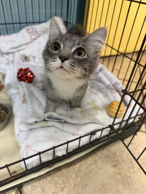 SEVEN - Domestic Short Hair available for adoption
