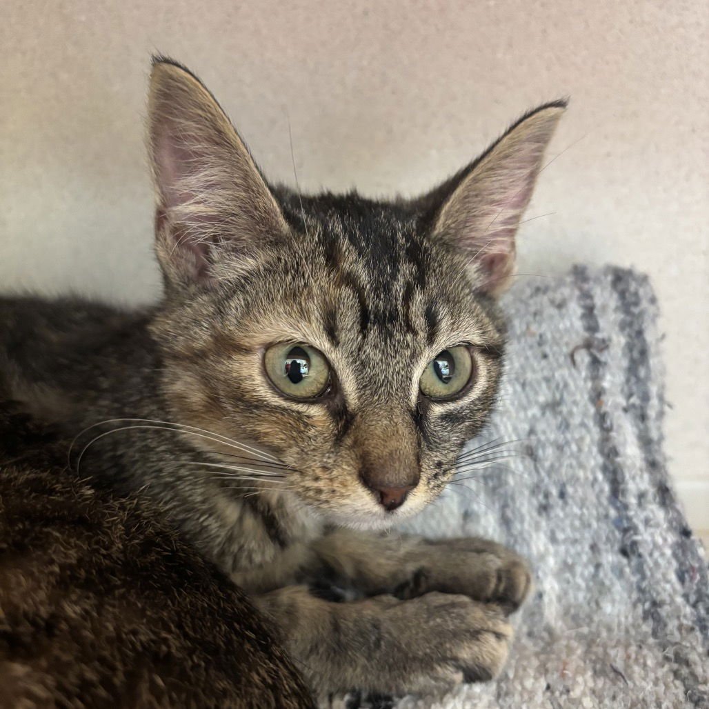 LILLITH - Domestic Short Hair available for adoption