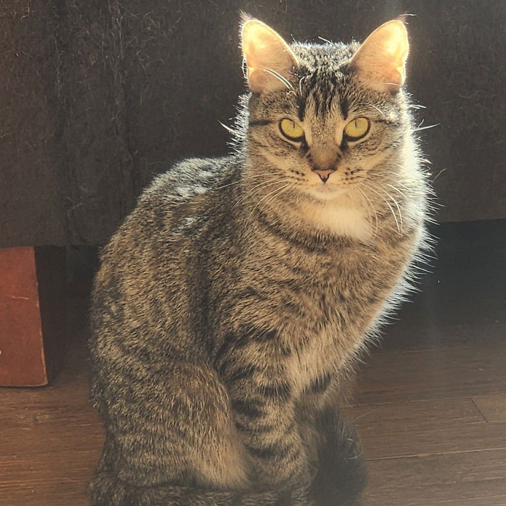 SEVEN - Domestic Short Hair available for adoption