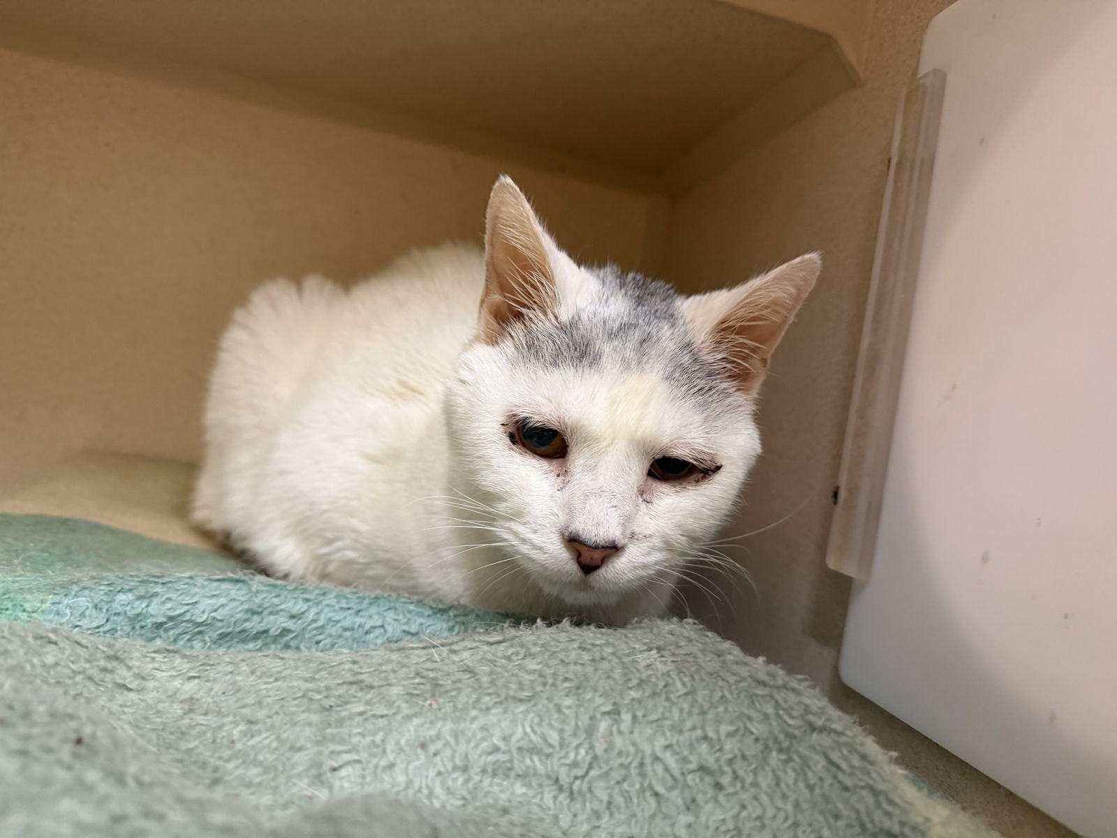 SNOW - Domestic Short Hair available for adoption