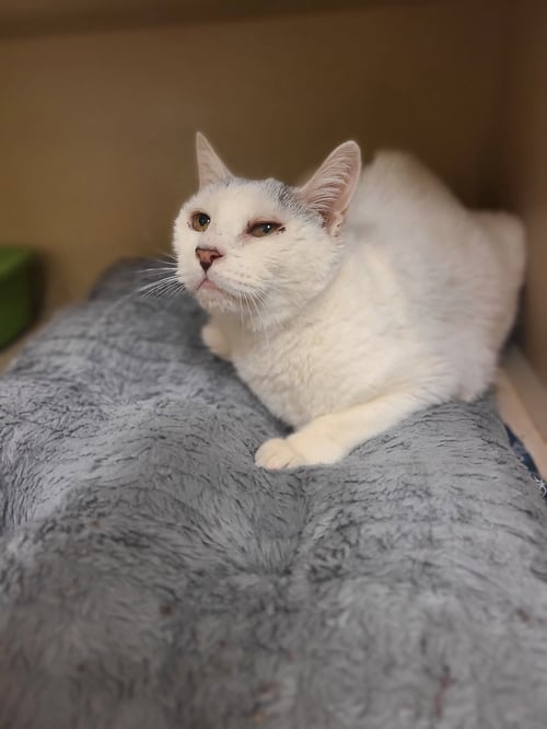 SNOW - Domestic Short Hair available for adoption