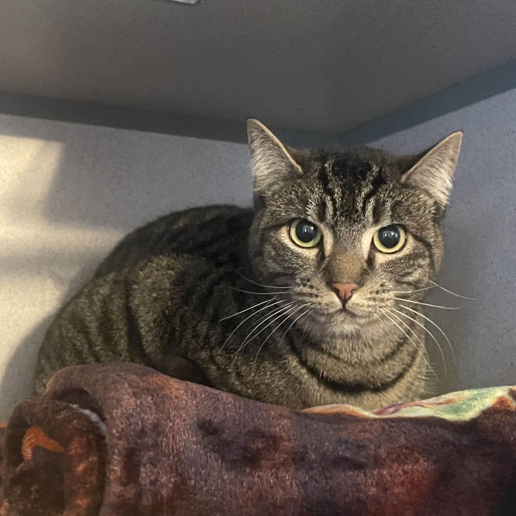 LOBA - Domestic Short Hair available for adoption