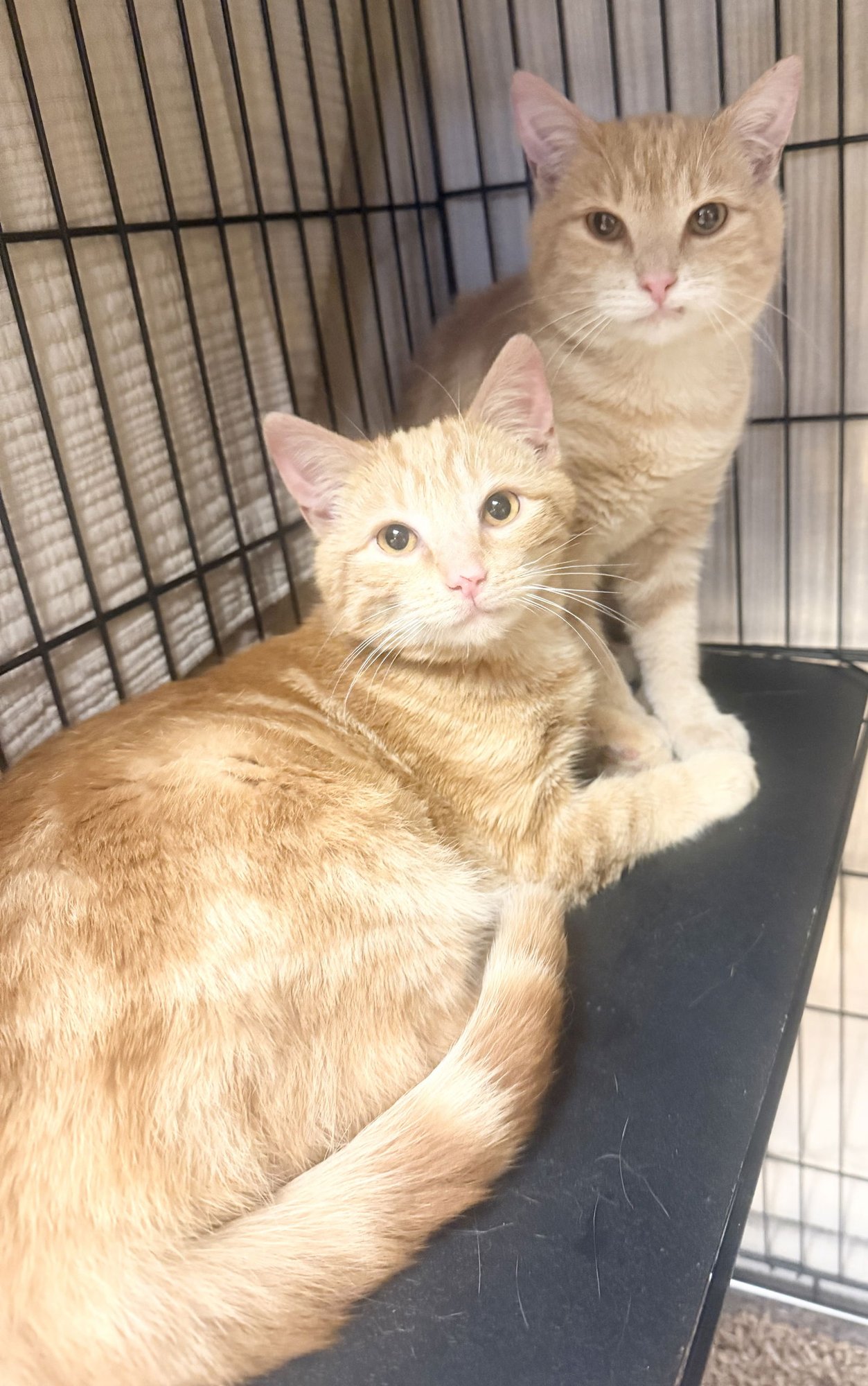 PUCK - Domestic Short Hair available for adoption