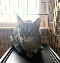 Kurbie - Photo 1