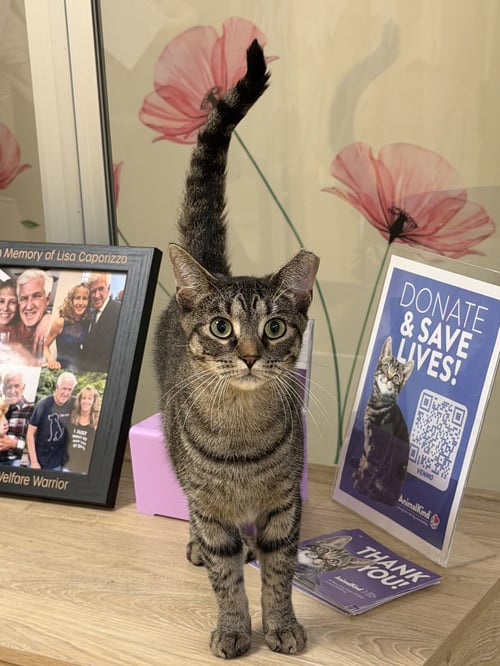 KURBIE - Domestic Short Hair available for adoption