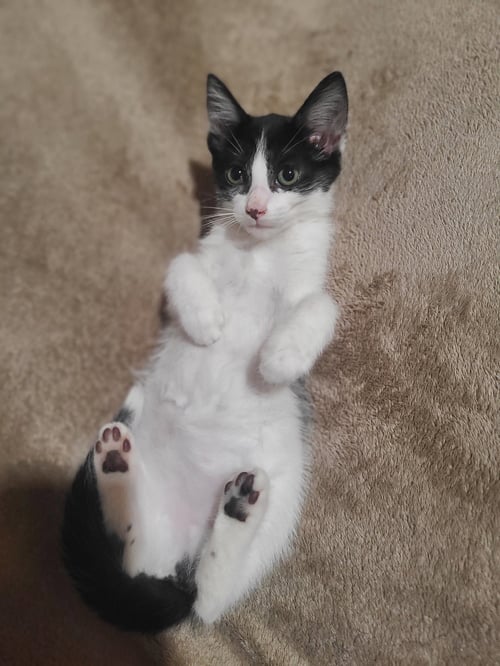 HARPER - Domestic Short Hair available for adoption