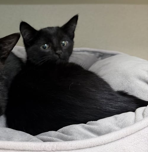 STEFON - Domestic Short Hair available for adoption