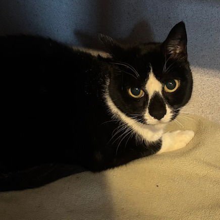 HIRO - Domestic Short Hair available for adoption