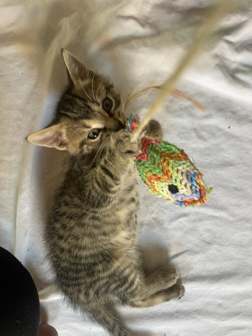 LITTLE - Domestic Short Hair available for adoption