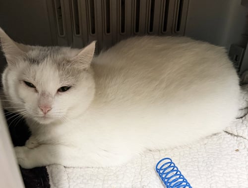 GIGI - Domestic Short Hair available for adoption