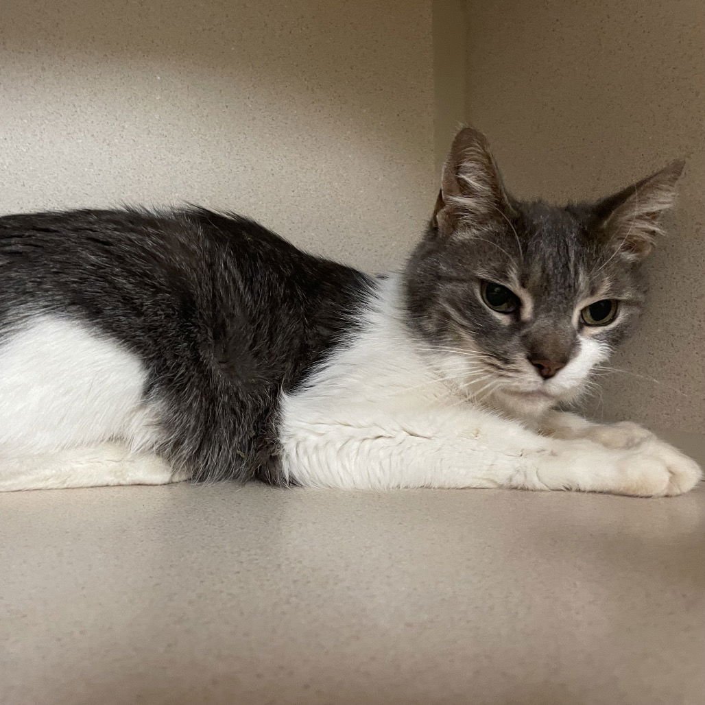 PRECIOUS - Domestic Short Hair available for adoption