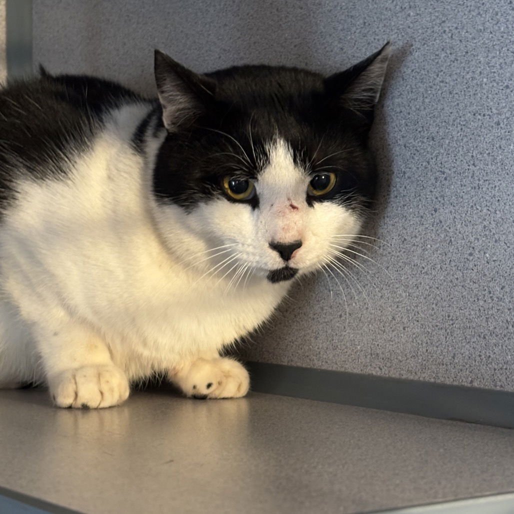 FORREST - Domestic Short Hair available for adoption