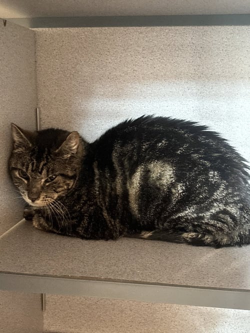 BINGO - Domestic Short Hair available for adoption