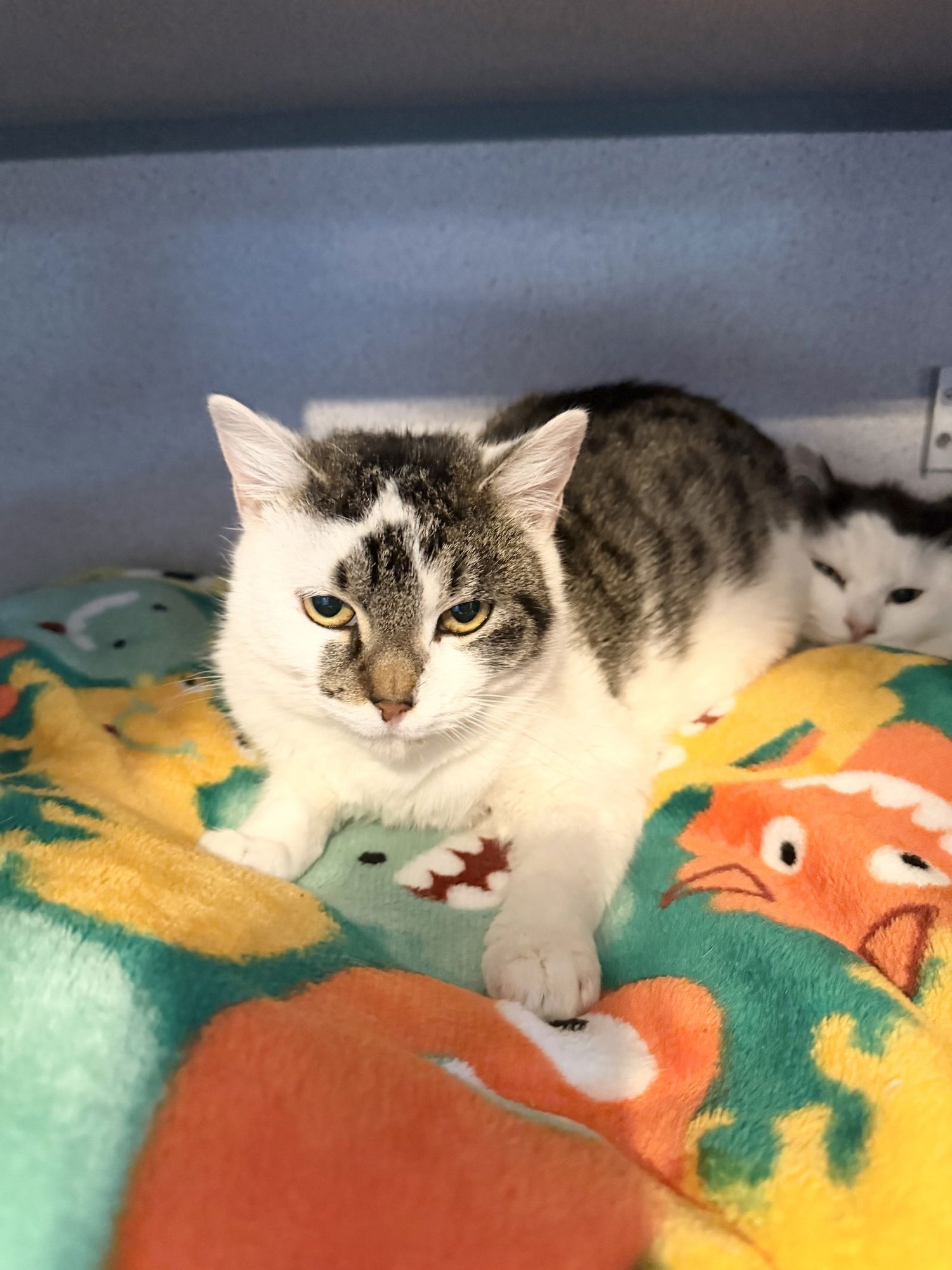 PENNY - Domestic Short Hair available for adoption