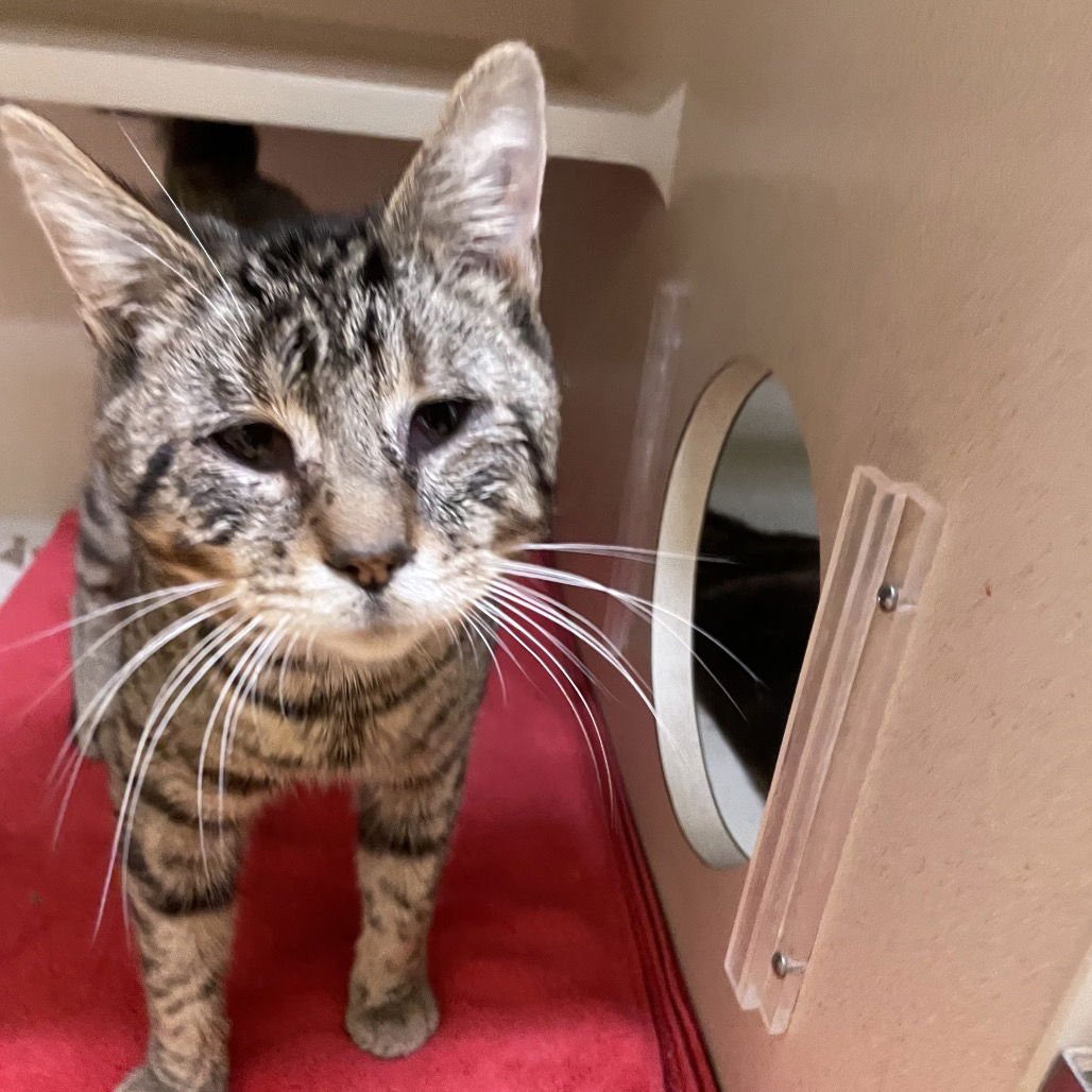 TITAN - Domestic Short Hair available for adoption