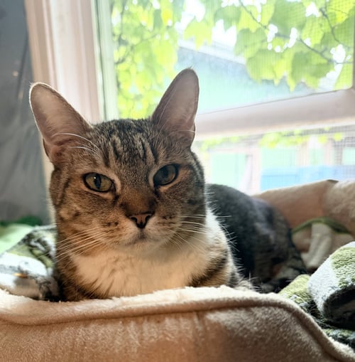 LUCAS - Domestic Short Hair available for adoption
