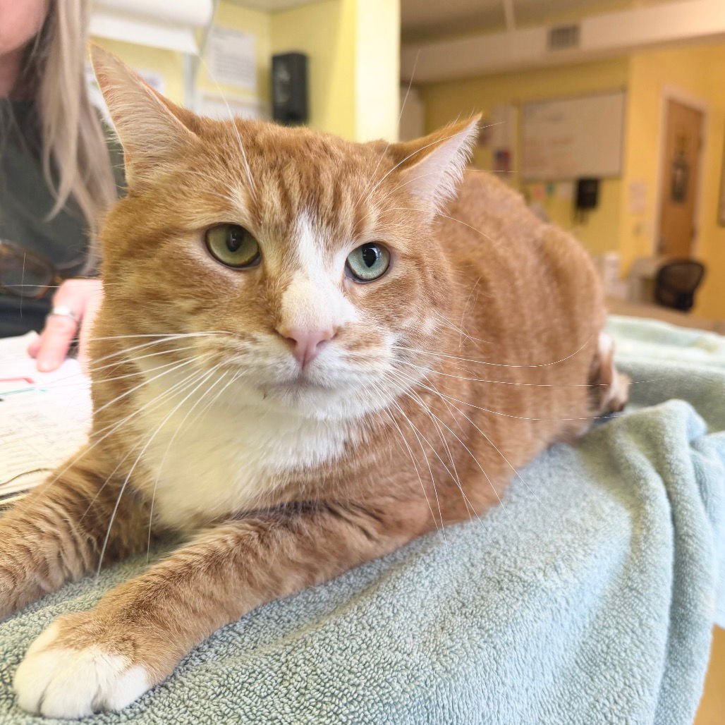 WINDHAM - Domestic Short Hair available for adoption