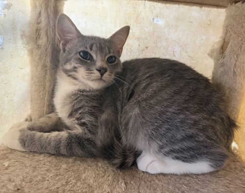 KNOX - Domestic Short Hair available for adoption