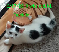 Franklin - Photo 1