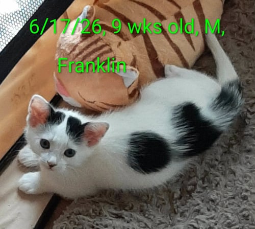 FRANKLIN - Domestic Short Hair available for adoption